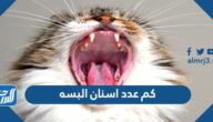 كم عدد اسنان البسه
