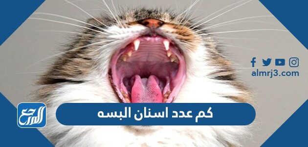 كم عدد اسنان البسه