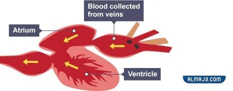 كم عدد حجرات القلب في الأسماك