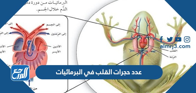 عدد حجرات القلب في البرمائيات
