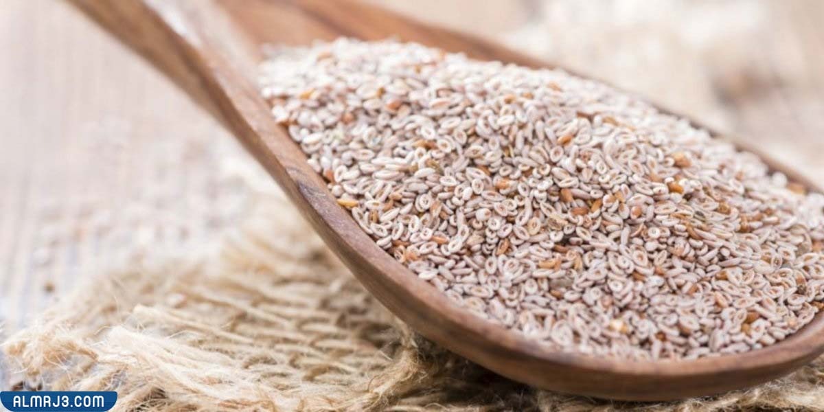 ما هي عشبة الإسبغول