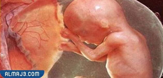 كيف يعيش الجنين داخل الرحم بعد نزول الماء في الشعر التاسع