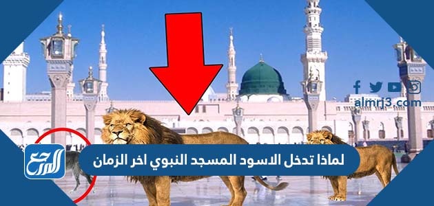 لماذا تدخل الاسود المسجد النبوي اخر الزمان