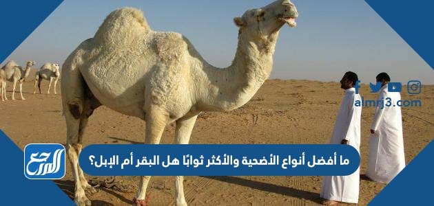 ما أفضل أنواع الأضحية والأكثر ثوابًا هل البقر أم الإبل؟