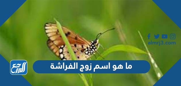 ما هو اسم زوج الفراشة