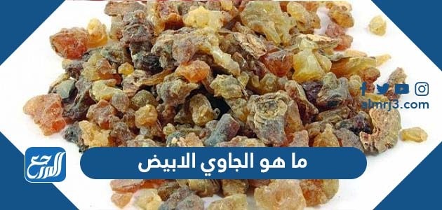 ما هو الجاوي الابيض