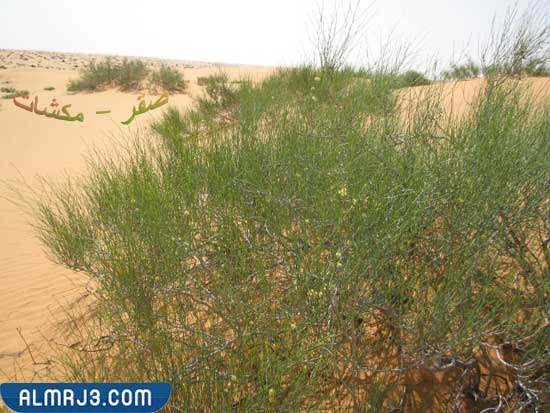 ما هو نبات الارطا