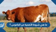 ما هي شروط الأضحية من الجاموس ؟