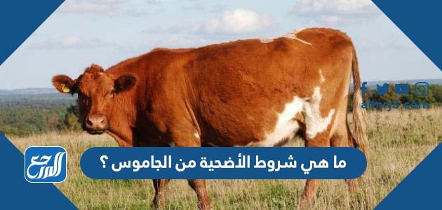 ما هي شروط الأضحية من الجاموس ؟