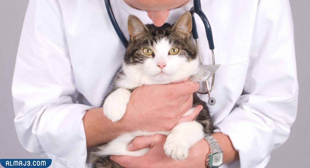 ما هي عملية التعقيم القطط
