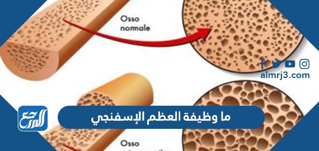 ما وظيفة العظم الإسفنجي