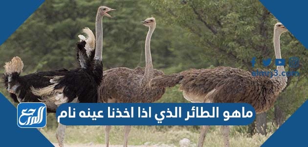 ماهو الطائر الذي اذا اخذنا عينه نام