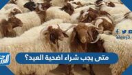 متى يجب شراء اضحية العيد؟
