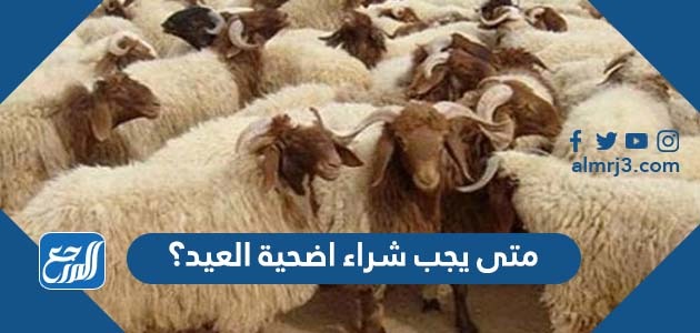 متى يجب شراء اضحية العيد؟