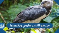 من هو النسر هاربي ويكيبيديا