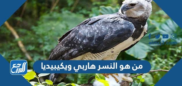 من هو النسر هاربي ويكيبيديا
