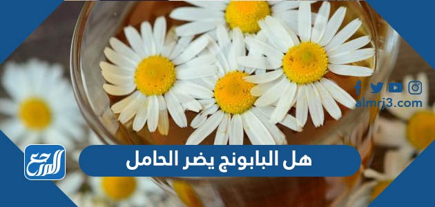 هل البابونج يضر الحامل