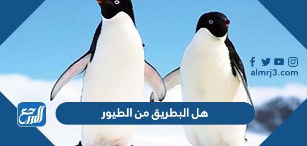 هل البطريق من الطيور