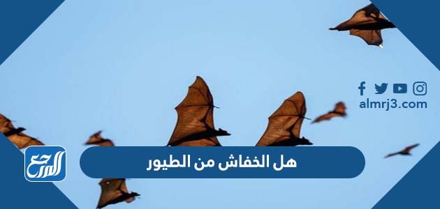 هل الخفاش من الطيور