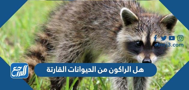 هل الراكون من الحيوانات القارتة