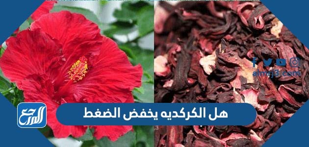 هل الكركديه يخفض الضغط