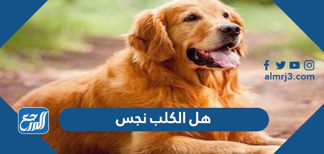 هل الكلب نجس