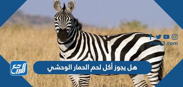 هل يجوز أكل لحم الحمار الوحشي