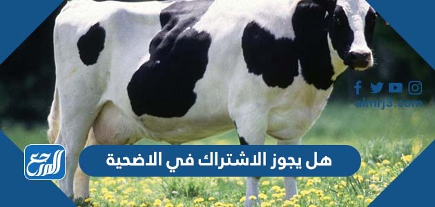 هل يجوز الاشتراك في الاضحية