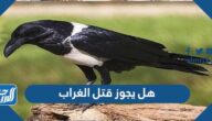 هل يجوز قتل الغراب