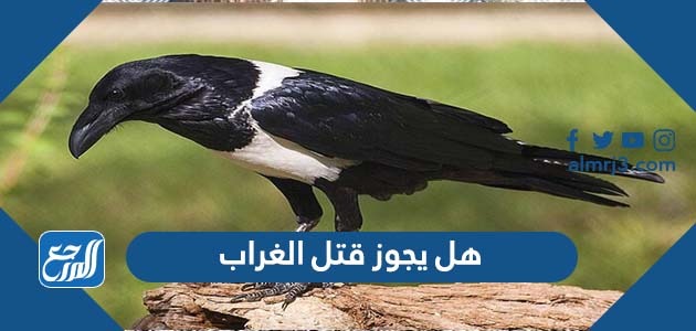 هل يجوز قتل الغراب