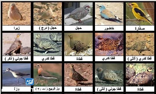 أسماء طيور جميلة للأطفال بالصور
