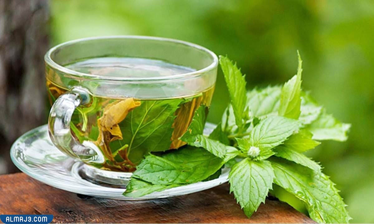 أنواع مختلفة يجب أن تشرب الشاي الأخضر بالنعناع
