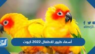 أسماء طيور للاطفال 2022 كيوت بالصور