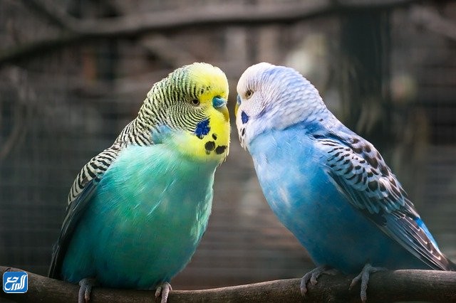 أسماء عصافير الزينة بالصور