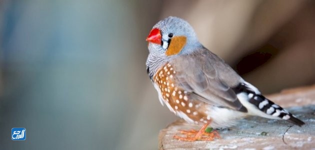 أسماء عصافير الزينة بالصور