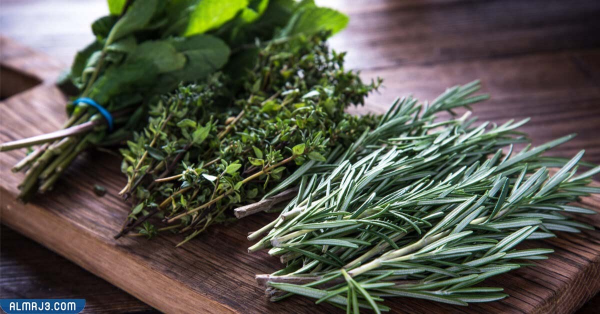 أفضل أعشاب التخسيس وحرق الدهون