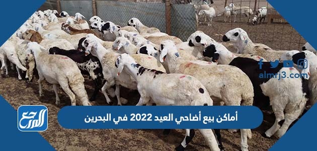 أماكن بيع أضاحي العيد 2022 في البحرين