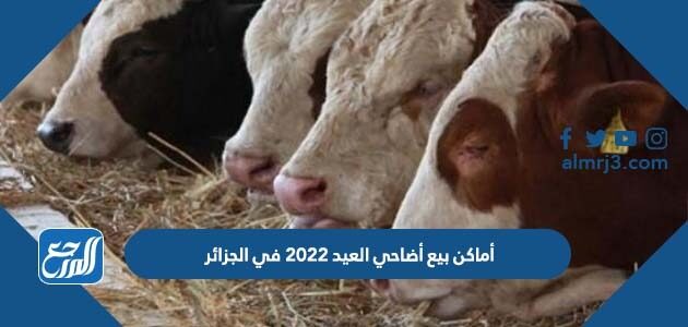 أماكن بيع أضاحي العيد 2022 في الجزائر