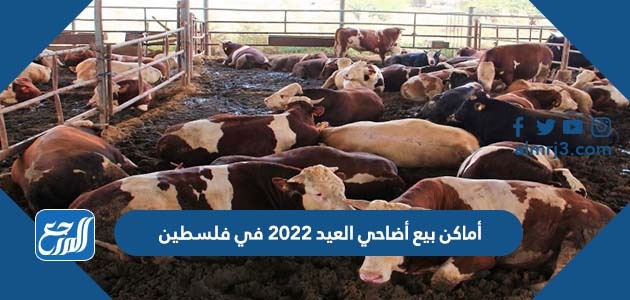 أماكن بيع أضاحي العيد 2022 في فلسطين