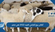 أسعار وأماكن بيع أضاحي العيد 2022 في مصر