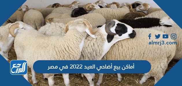 أماكن بيع أضاحي العيد 2022 في مصر