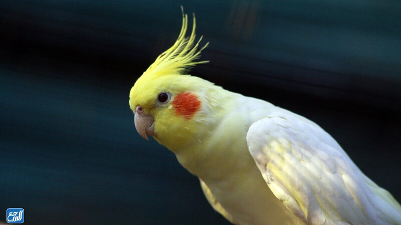 أنواع طيور للتربية في المنزل للاطفال