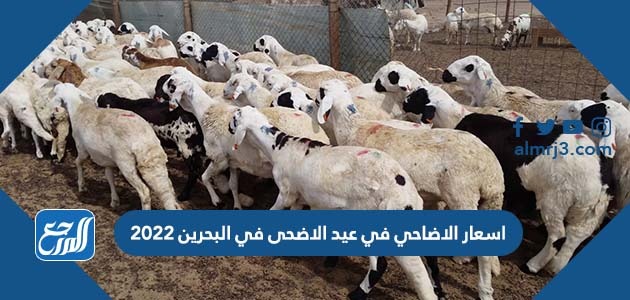 اسعار الاضاحي في عيد الاضحى في البحرين 2022