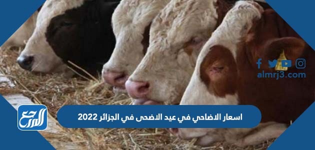 اسعار الاضاحي في عيد الاضحى في الجزائر 2022