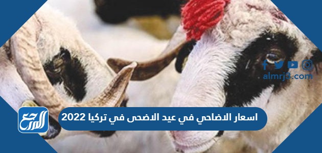 اسعار الاضاحي في عيد الاضحى في تركيا 2022