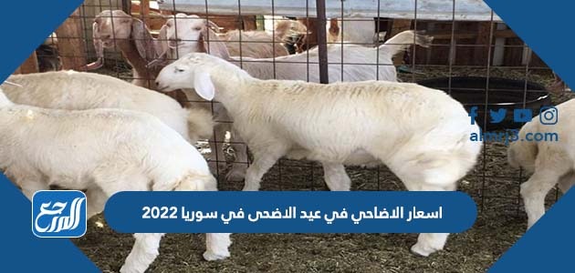 اسعار الاضاحي في عيد الاضحى في سوريا 2022