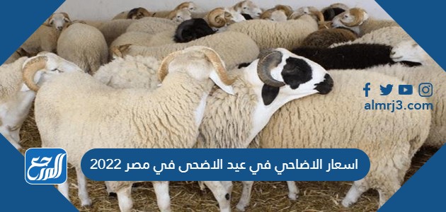 اسعار الاضاحي في عيد الاضحى في مصر 2022