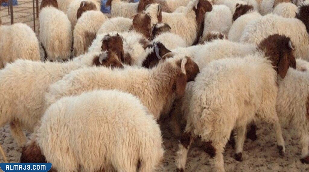 اعمار الاضاحي من الغنم 1