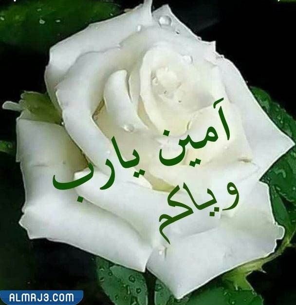 افضل رد اذا احد قالي العمر كله