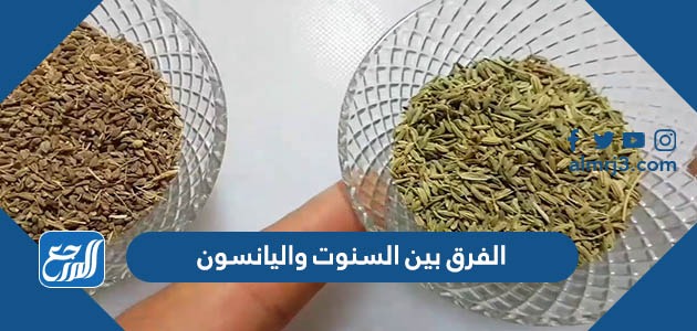 الفرق بين السنوت واليانسون